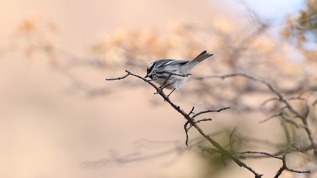 Black-throated Gray Warbler - ML637740702