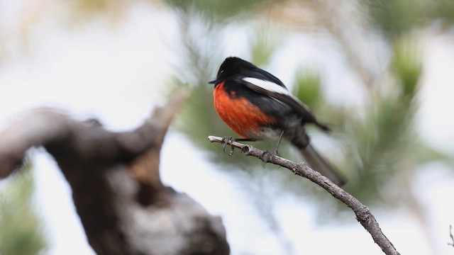 Painted Redstart - ML637740703