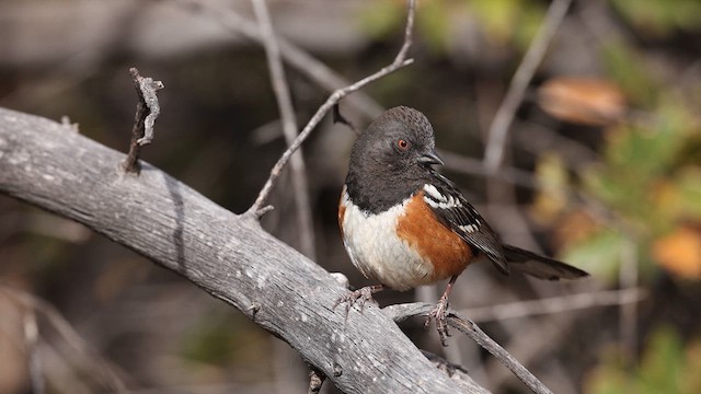 Spotted Towhee - ML637740709