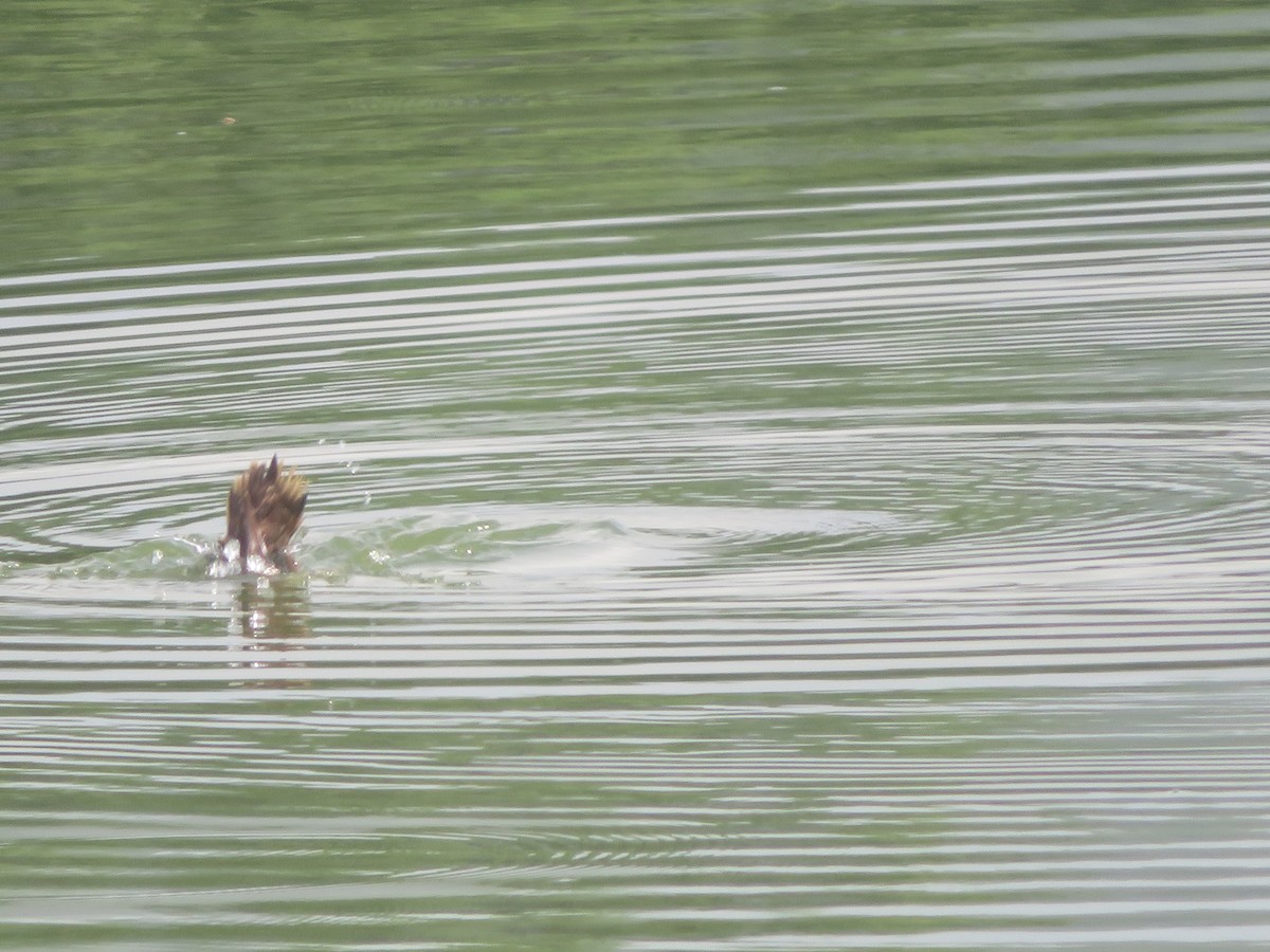 Lesser Scaup - ML637740711