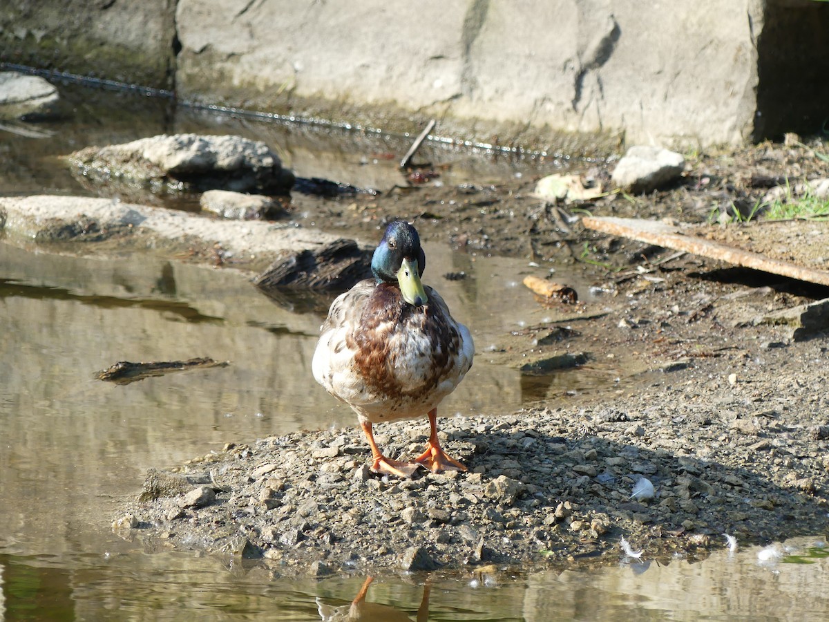 Mallard - ML637740731