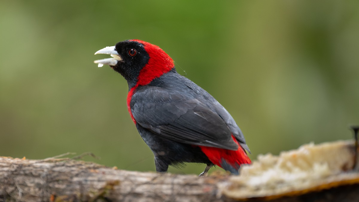Crimson-collared Tanager - ML637740738