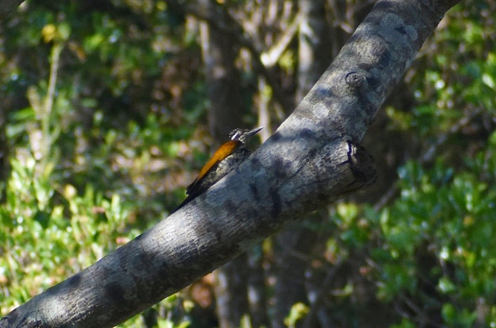 Malabar Flameback - ML637740743