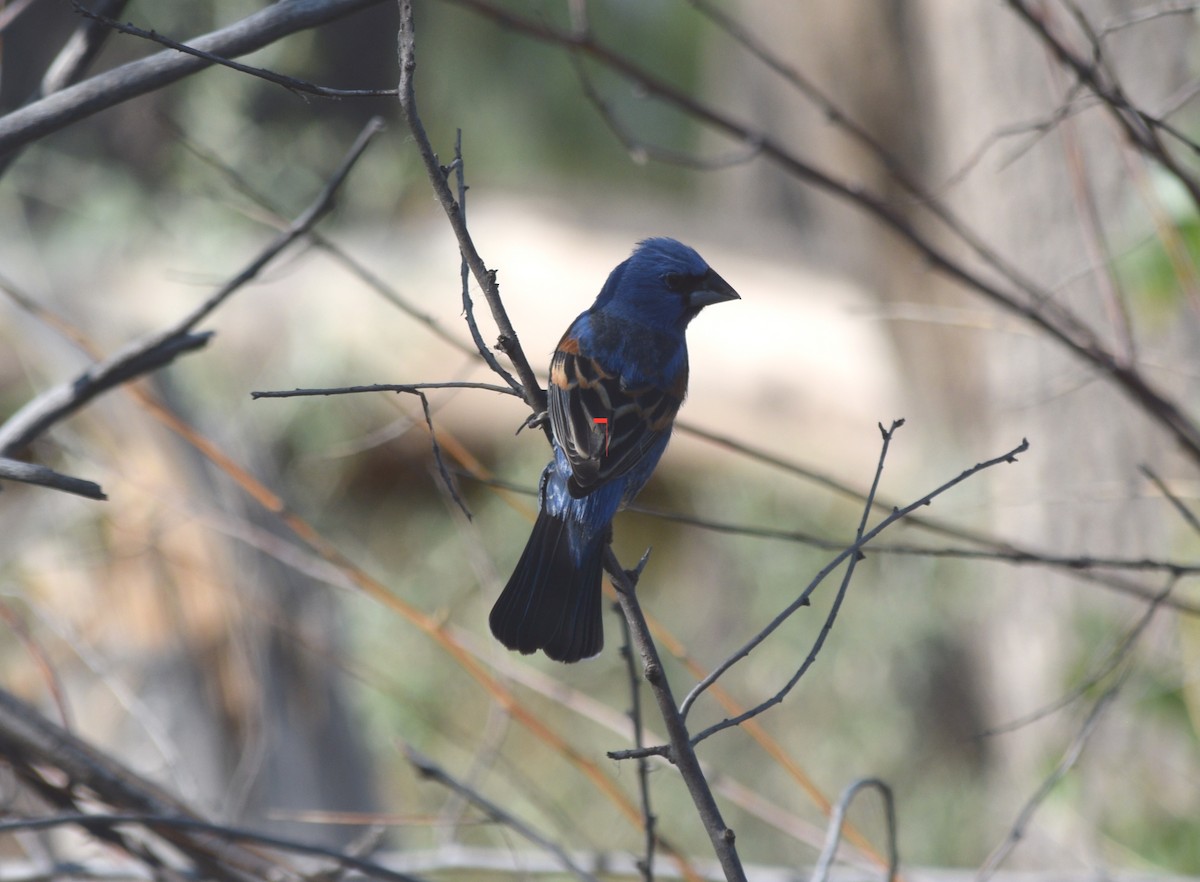 Blue Grosbeak - ML637740744