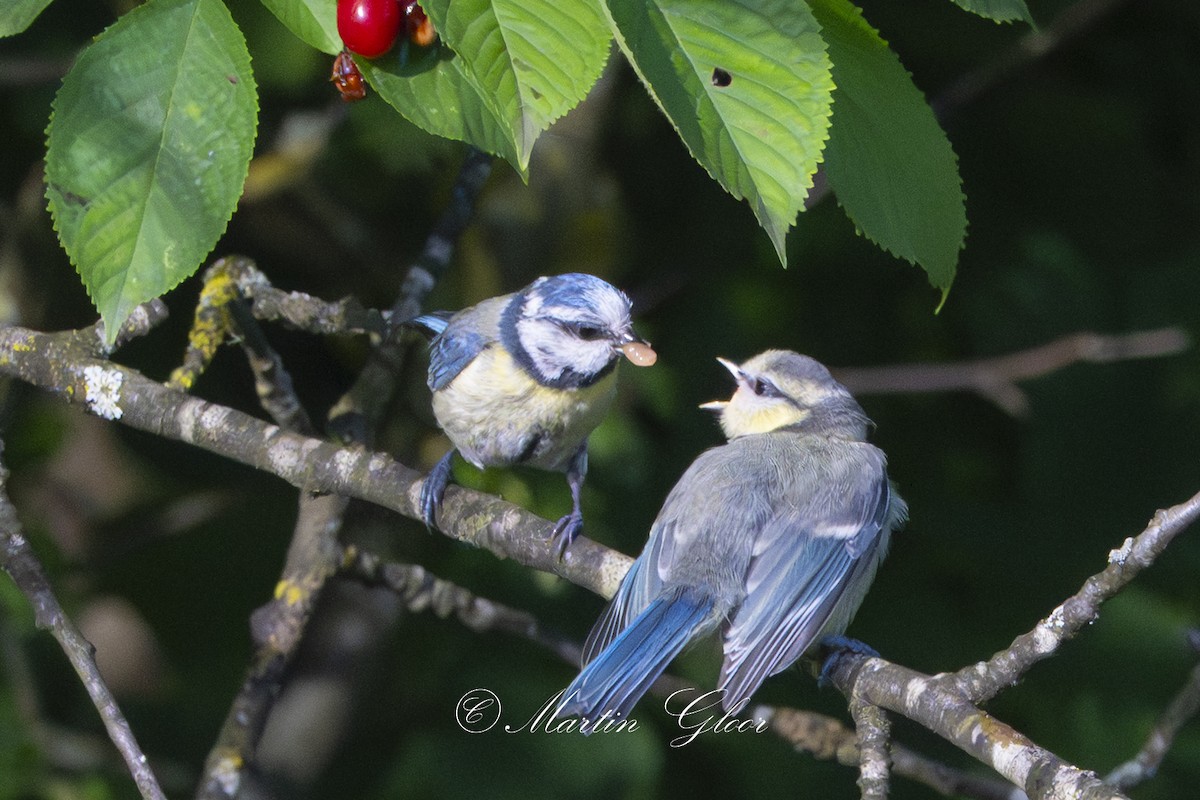 Eurasian Blue Tit - ML637740745