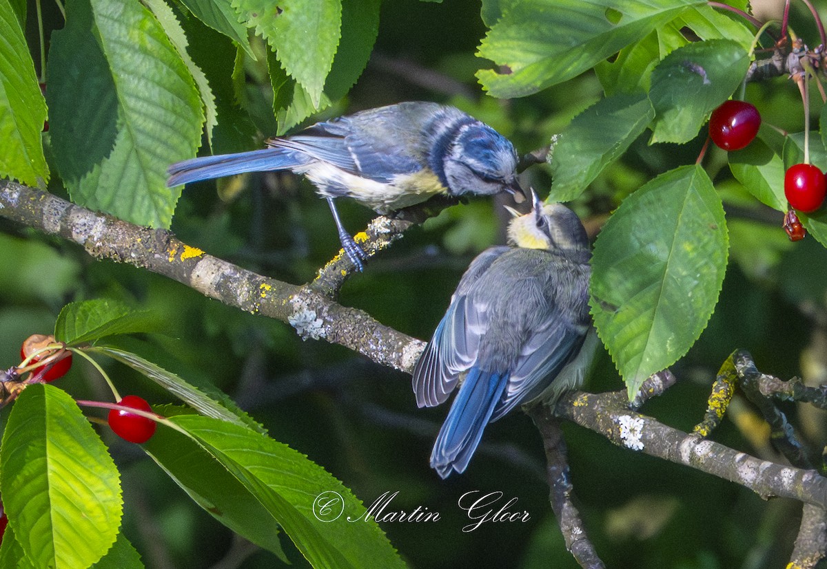 Eurasian Blue Tit - ML637740746