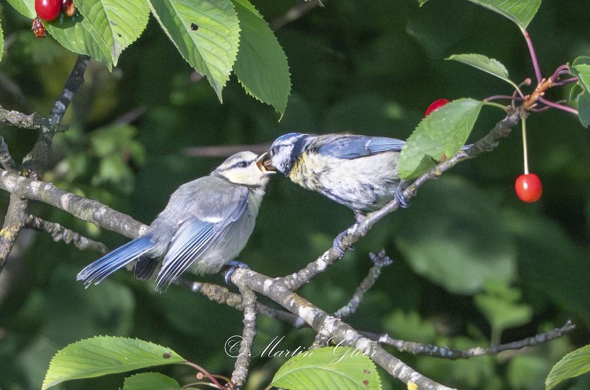 Eurasian Blue Tit - ML637740747