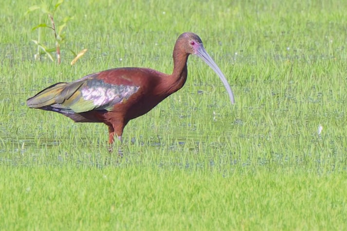White-faced Ibis - ML637740749