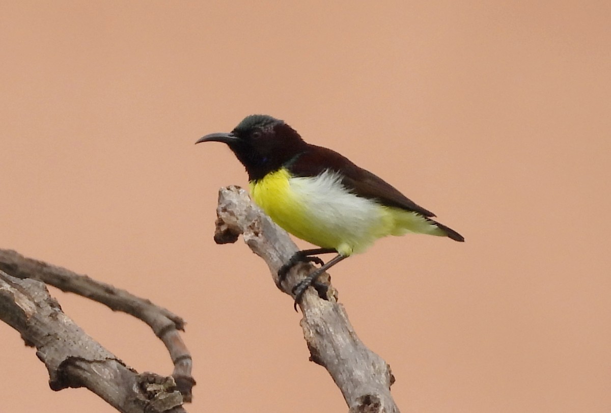 Purple-rumped Sunbird - ML637740750