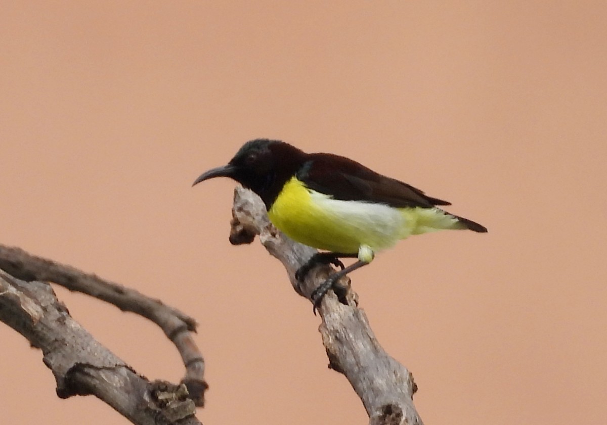 Purple-rumped Sunbird - ML637740751