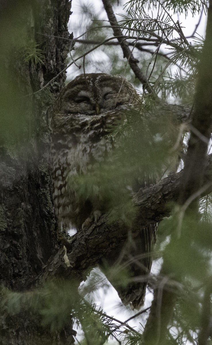 Spotted Owl (Mexican) - ML637740752