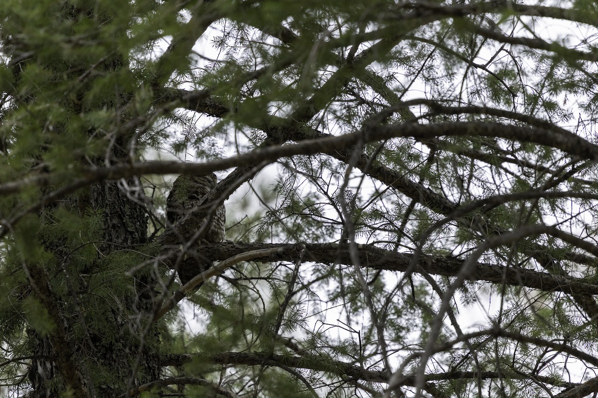 Spotted Owl (Mexican) - ML637740753