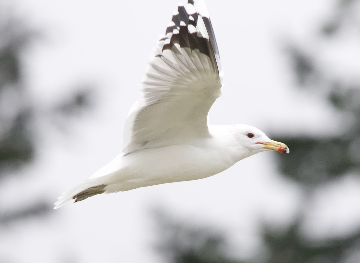 California Gull - ML637740754