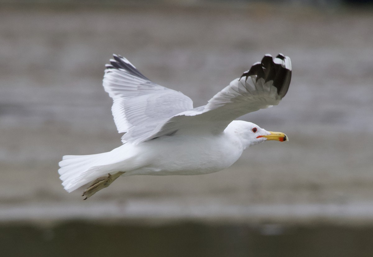 California Gull - ML637740755