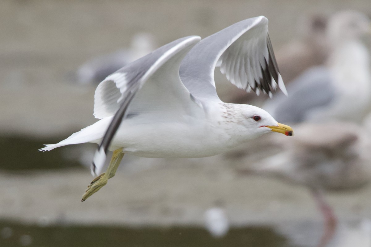 California Gull - ML637740756
