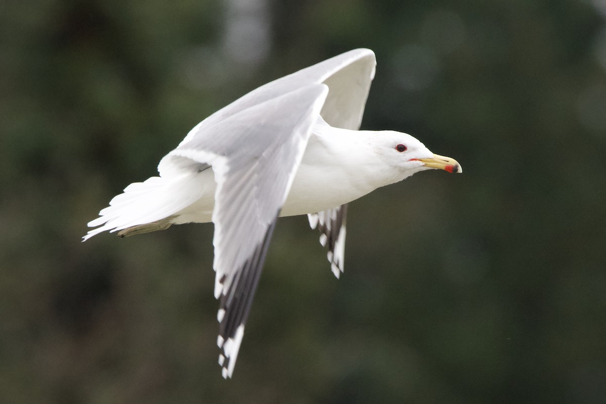 California Gull - ML637740758