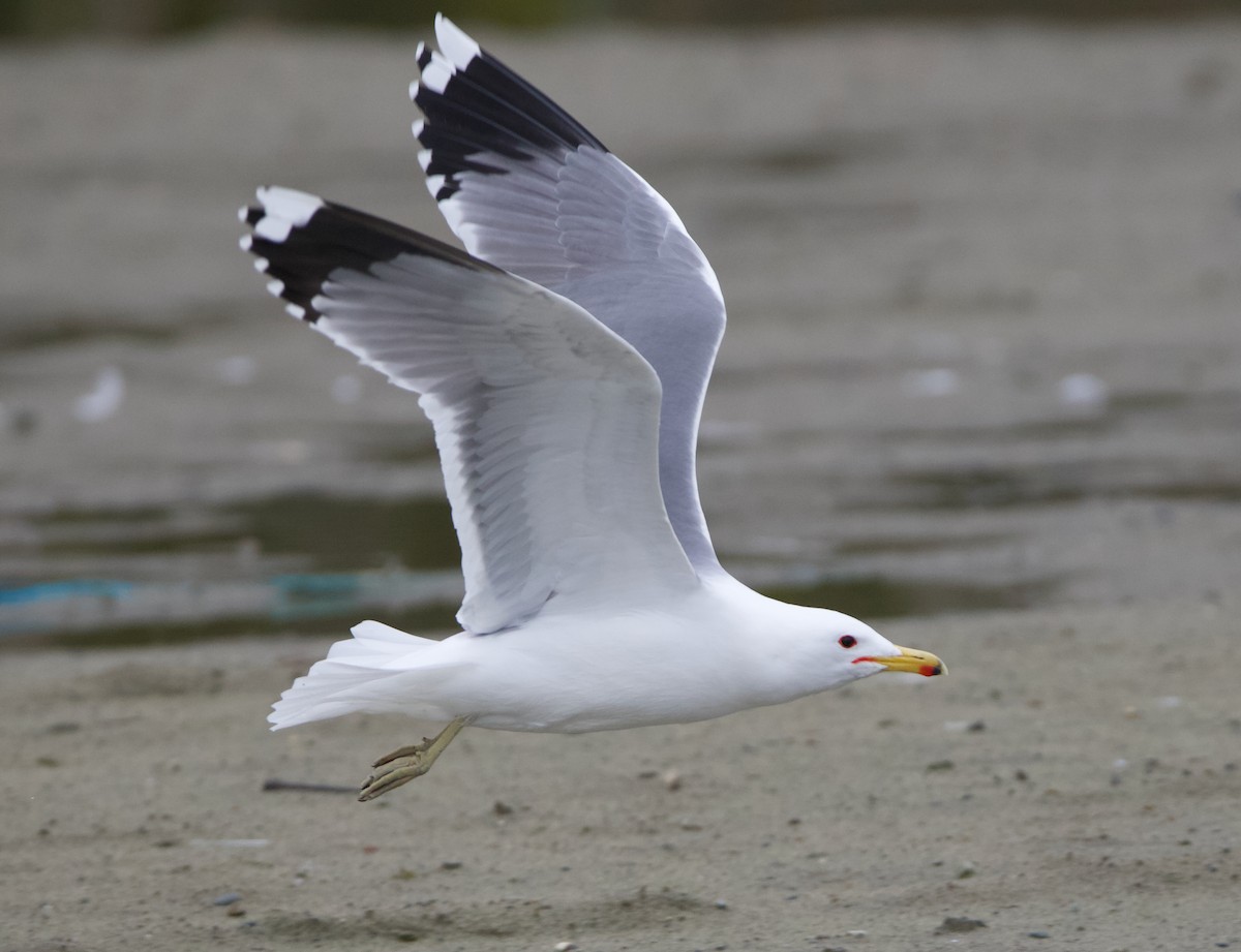 California Gull - ML637740759