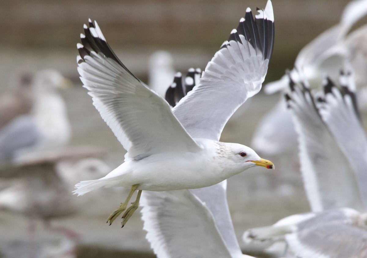 California Gull - ML637740760