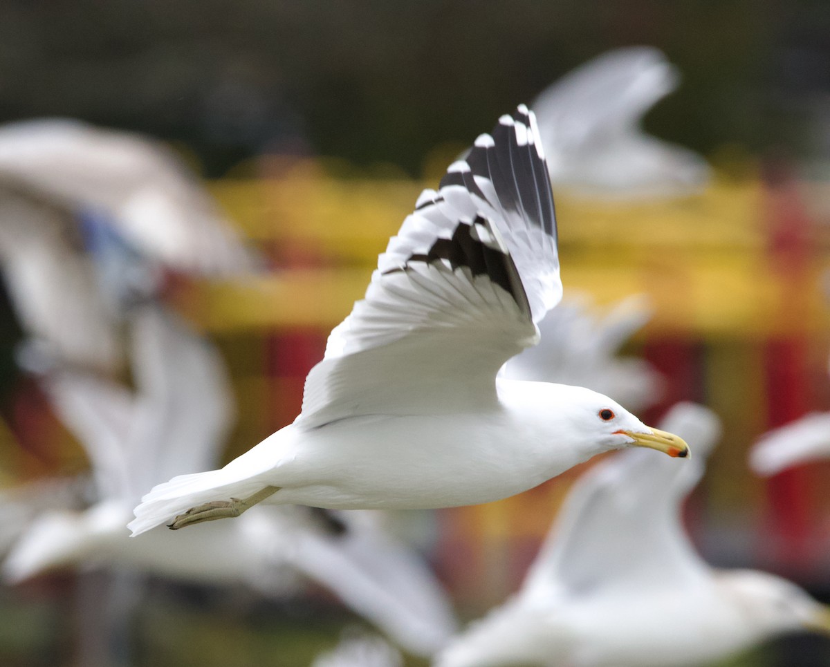 California Gull - ML637740761