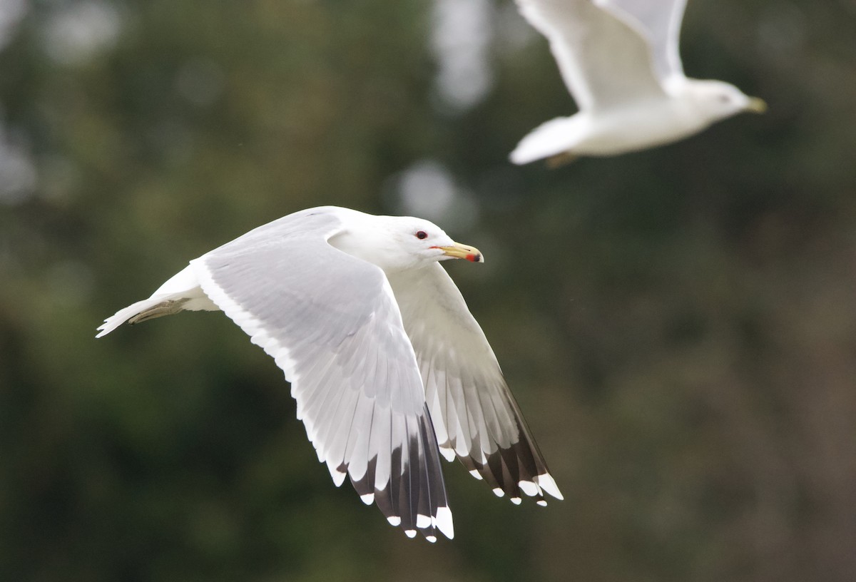 California Gull - ML637740762
