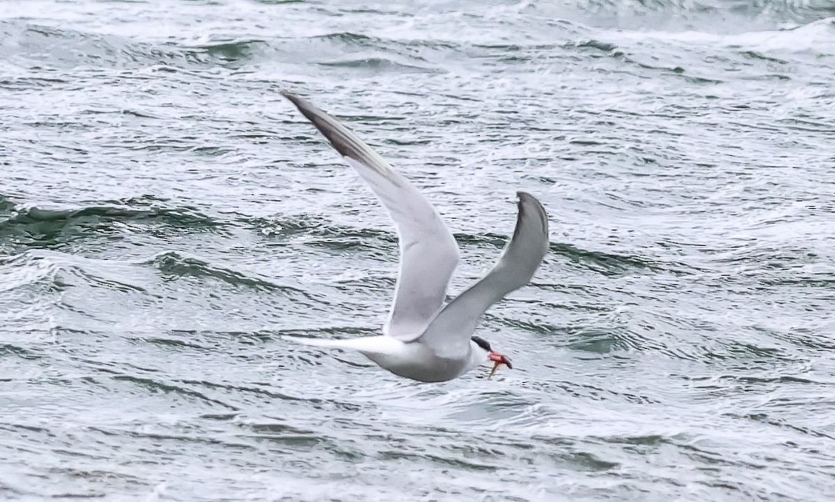 Common Tern - ML637740763