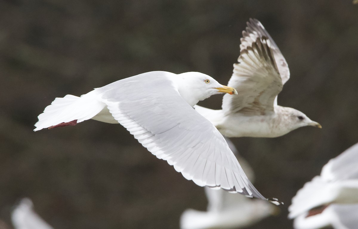 American Herring Gull - ML637740764