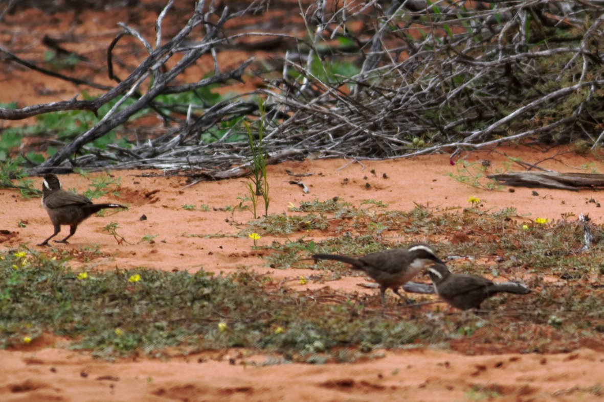 White-browed Babbler - ML637740767