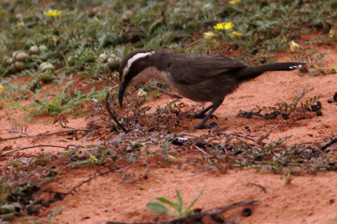 White-browed Babbler - ML637740769