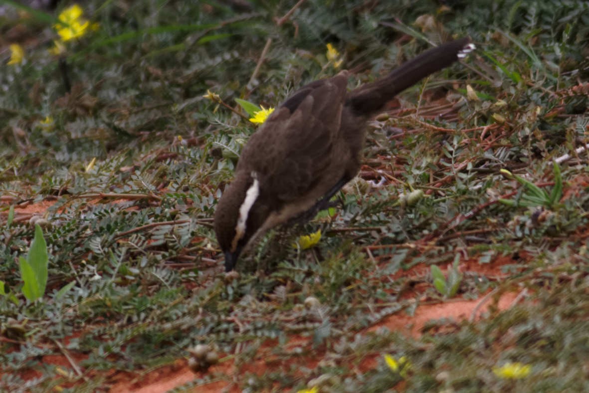 White-browed Babbler - ML637740774