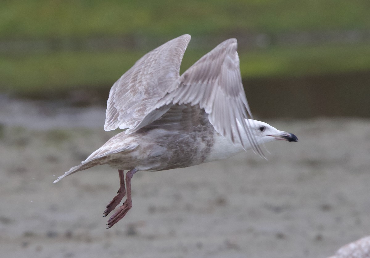 Glaucous-winged Gull - ML637740786