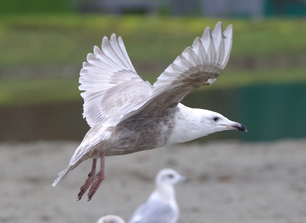 Glaucous-winged Gull - ML637740788