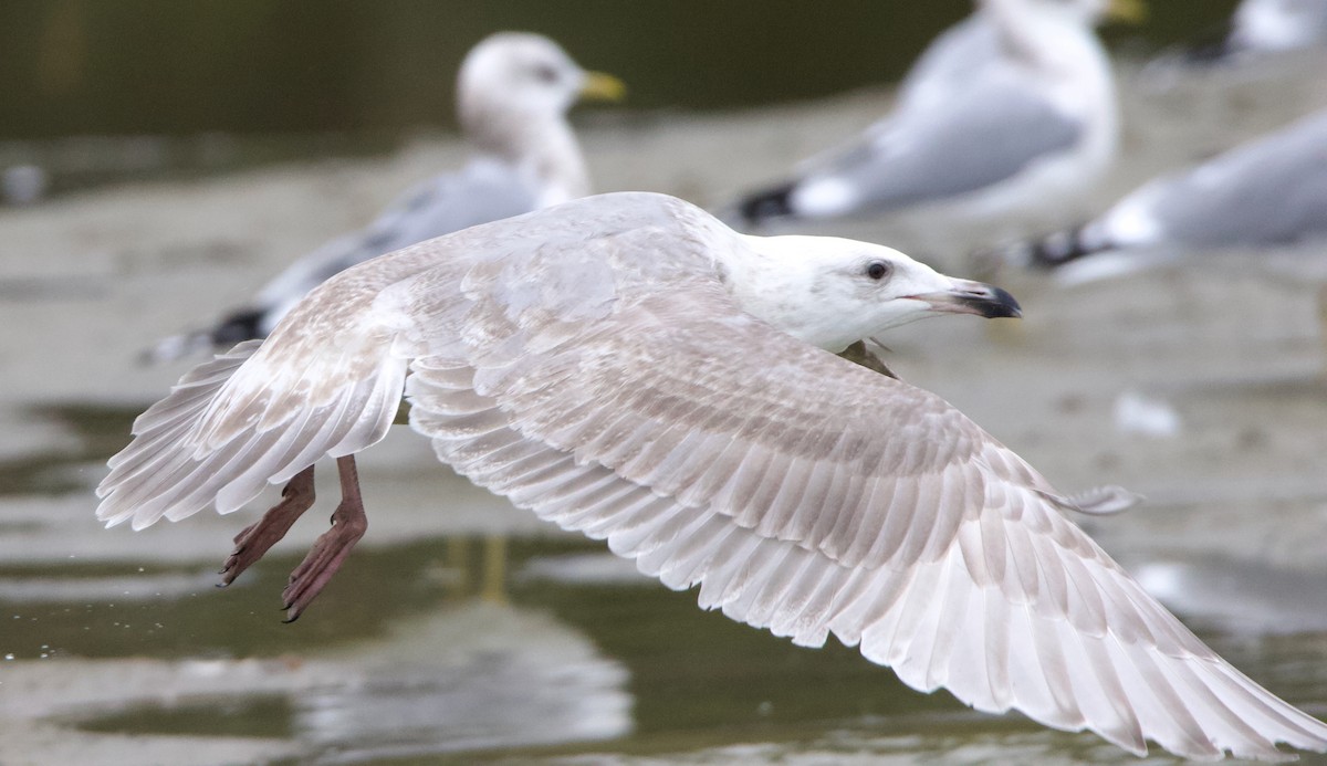 Glaucous-winged Gull - ML637740789