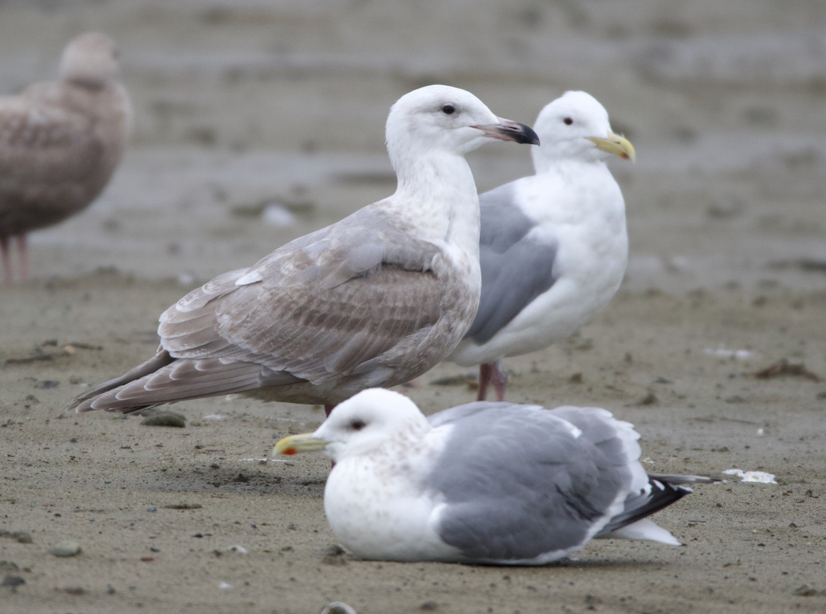 Glaucous-winged Gull - ML637740790
