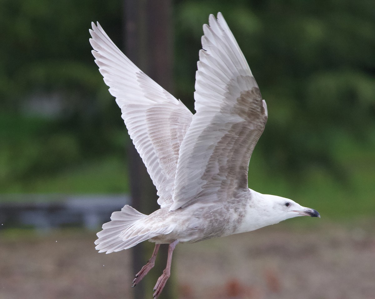 Glaucous-winged Gull - ML637740791