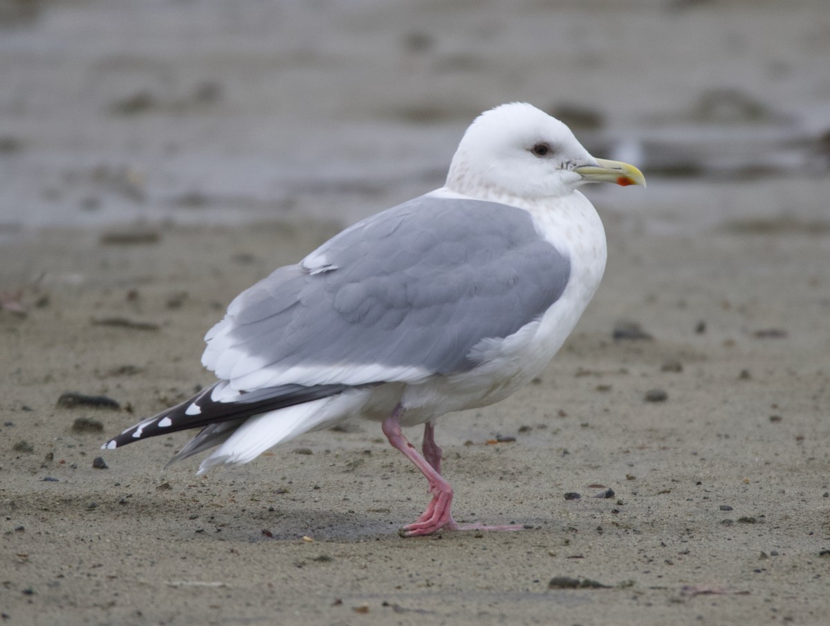 Iceland Gull (Thayer's) - ML637740795
