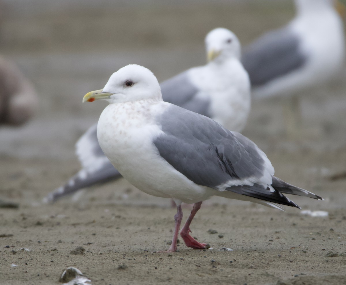 Iceland Gull (Thayer's) - ML637740796