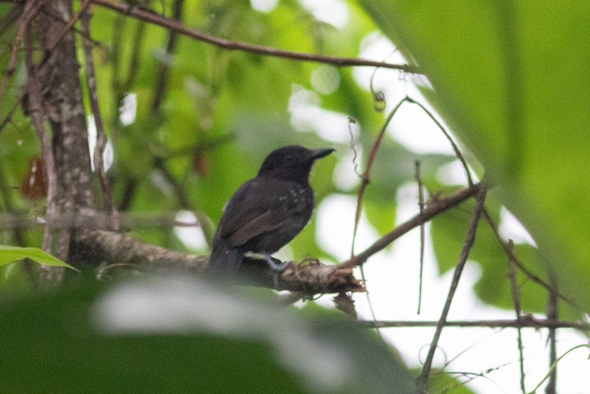 Black-hooded Antshrike - ML637740820