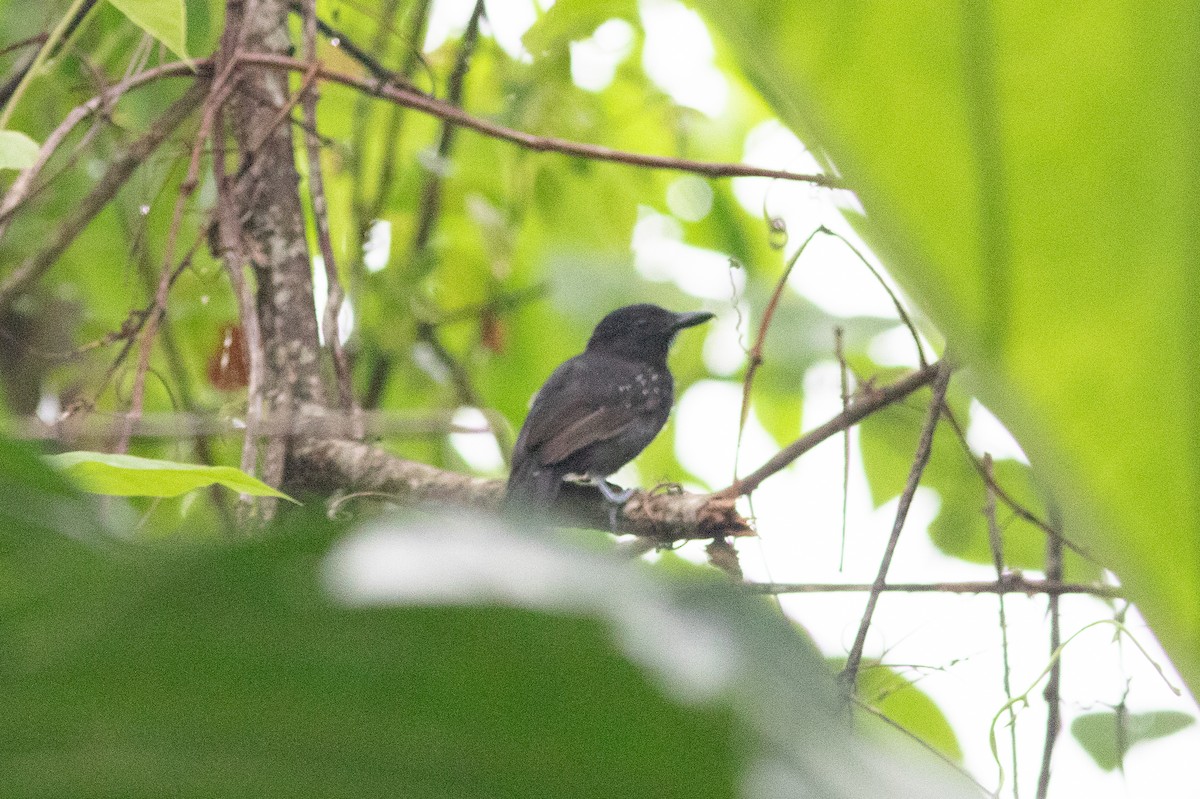Black-hooded Antshrike - ML637740821