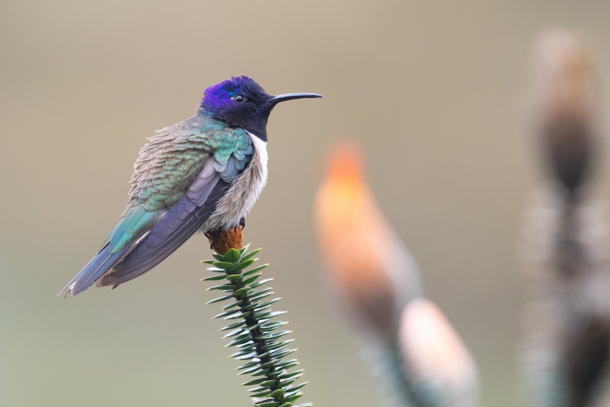 Ecuadorian Hillstar - ML637740886