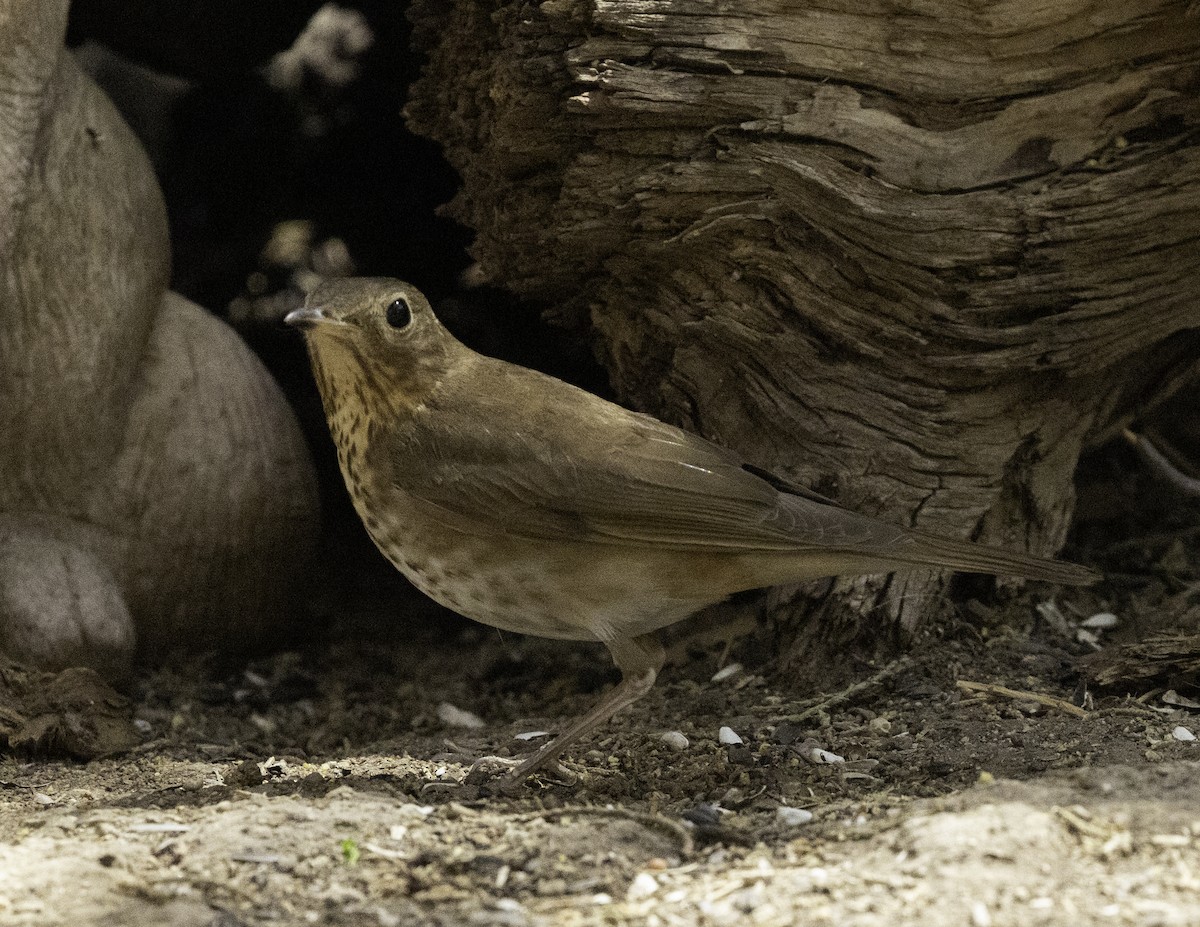 Swainson's Thrush - ML637740904