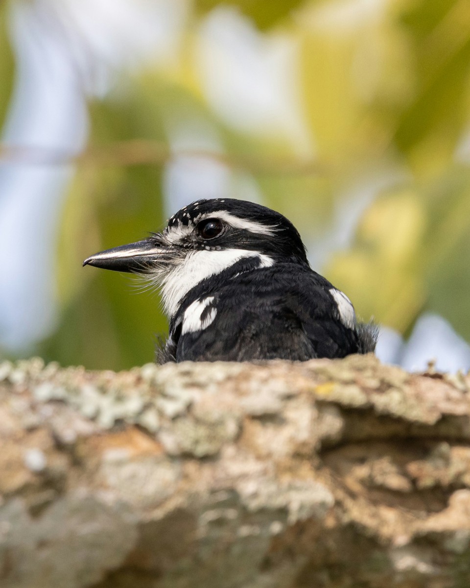 Pied Puffbird - ML637740912