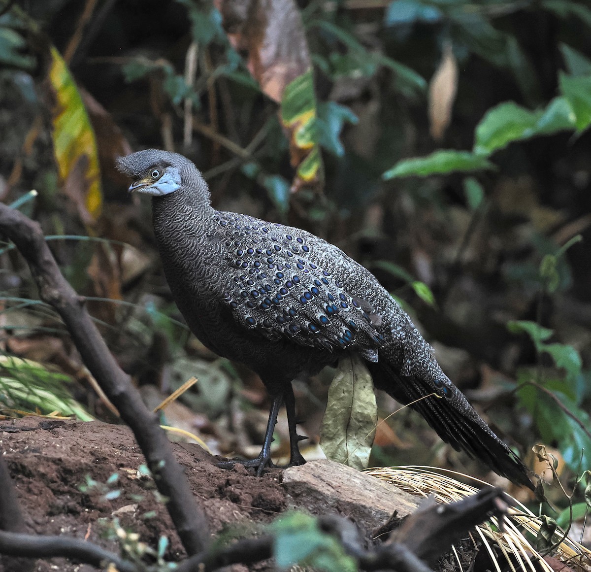 Gray Peacock-Pheasant - ML637741077