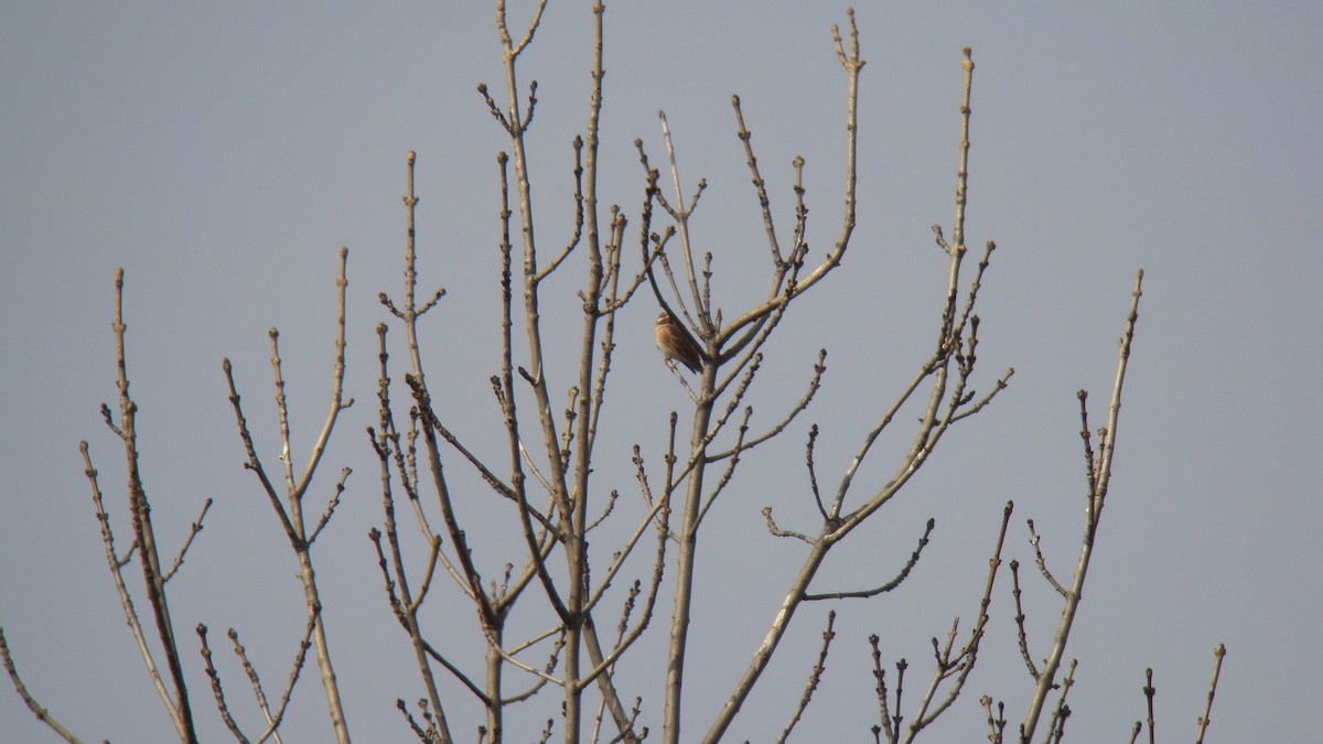 Pine Bunting - ML637741094