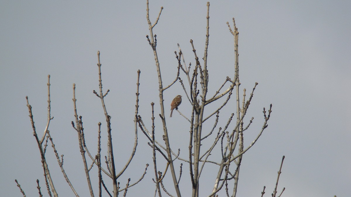 Pine Bunting - ML637741095