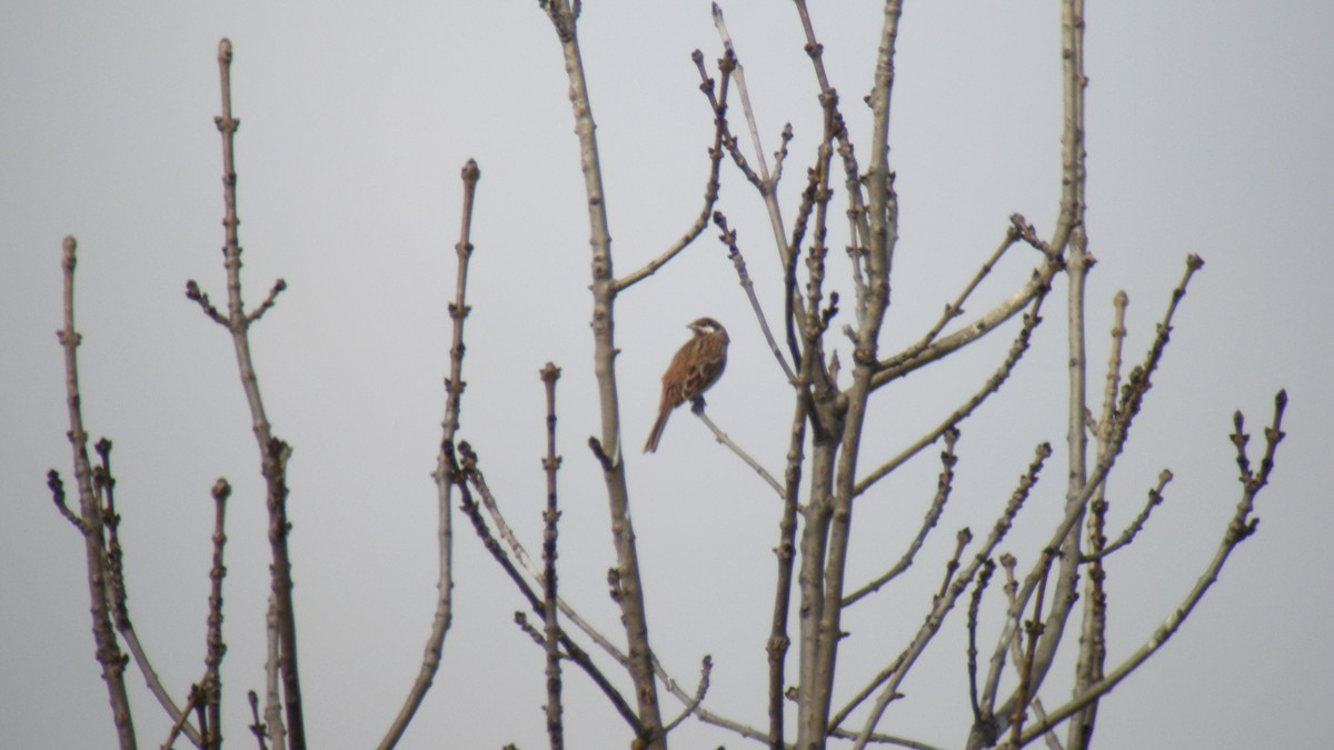 Pine Bunting - ML637741104