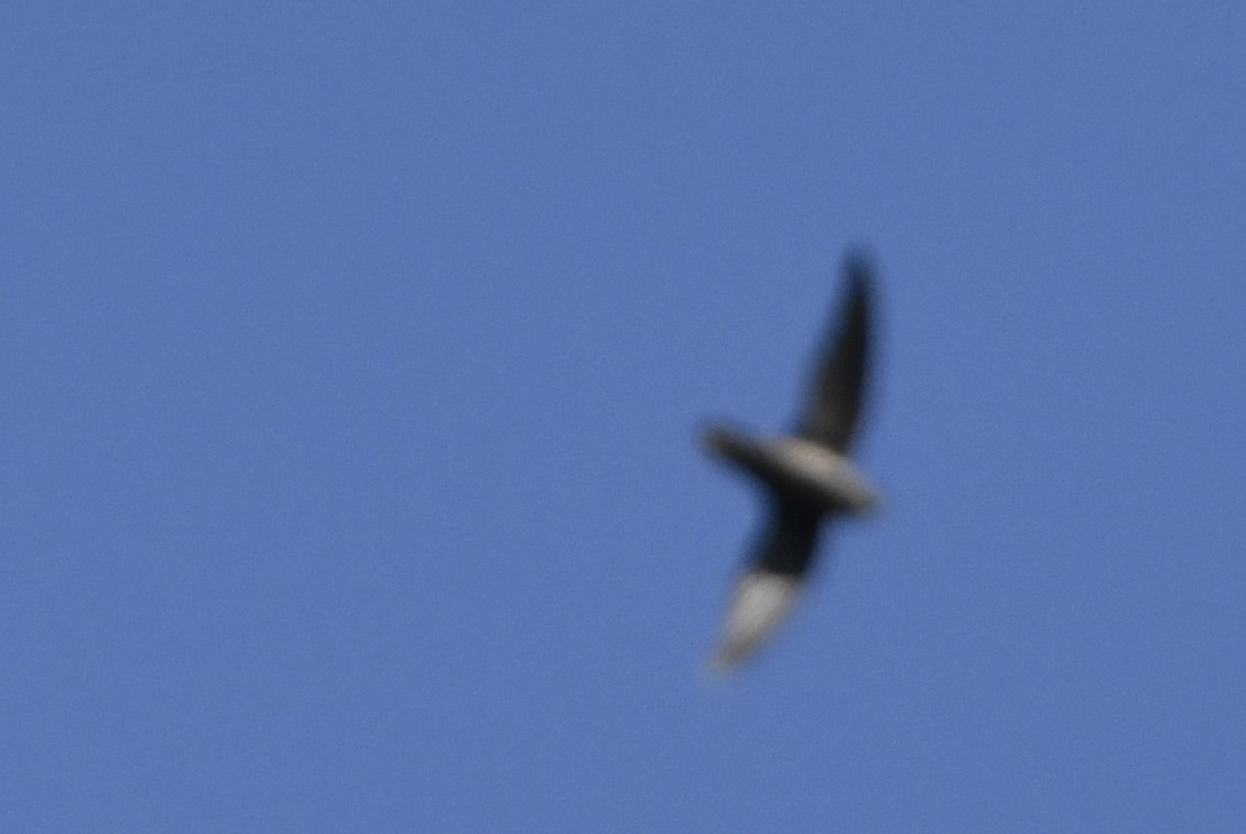 Vaux's Swift - ML637741118