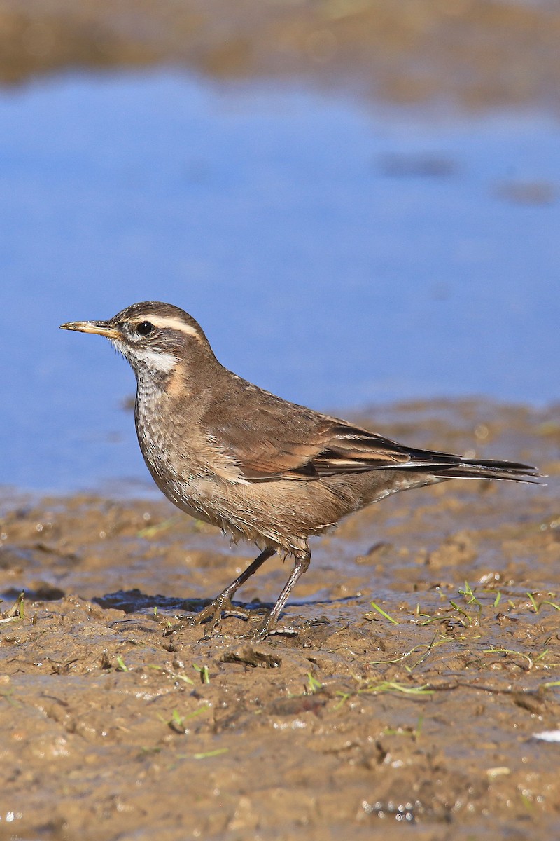 オビバネカワカマドドリ - ML637741141