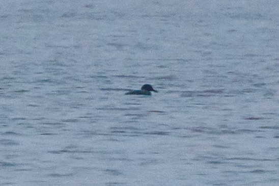 Гагара полярна - ML637741174