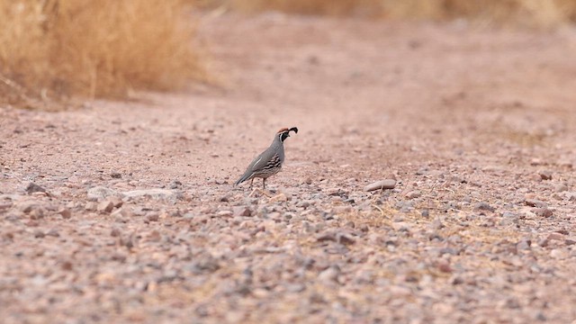 Gambel's Quail - ML637741175