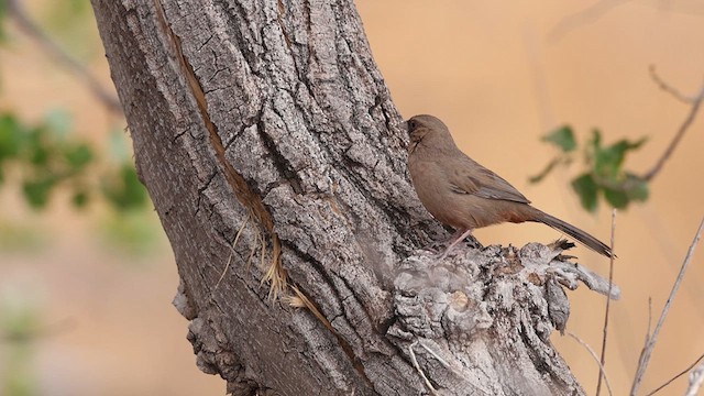 Abert's Towhee - ML637741182